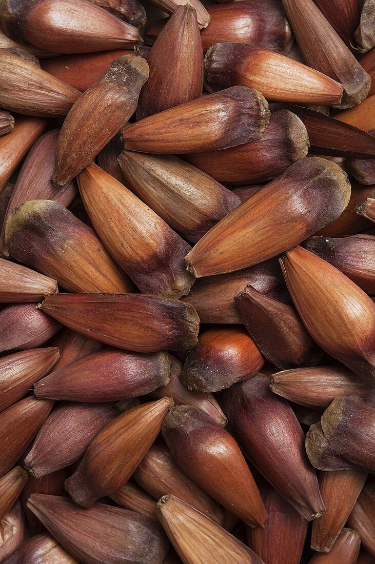 Araucaria nuts, Portugal