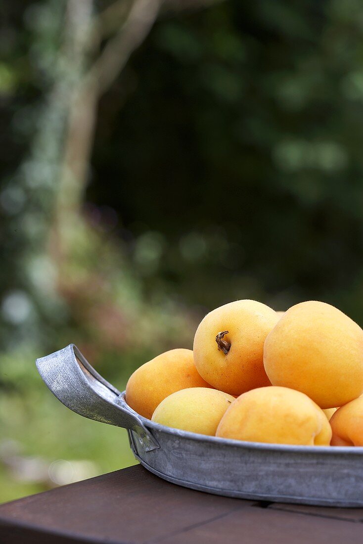 Several apricots in metal dish on table out of doors