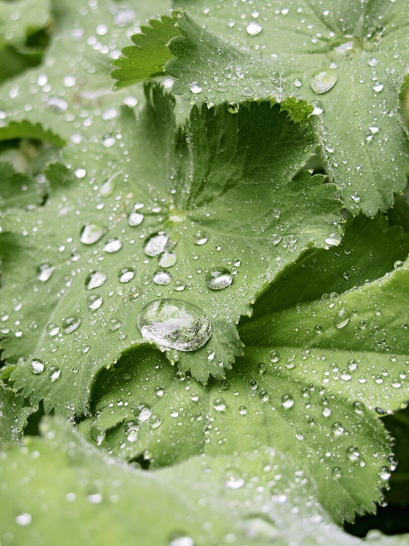 Lady's mantle with drops of water