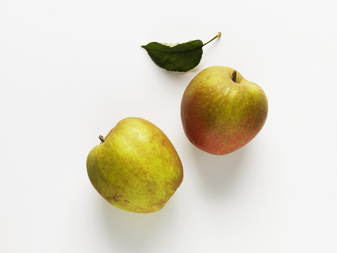 Zwei Äpfel der Sorte Boskop