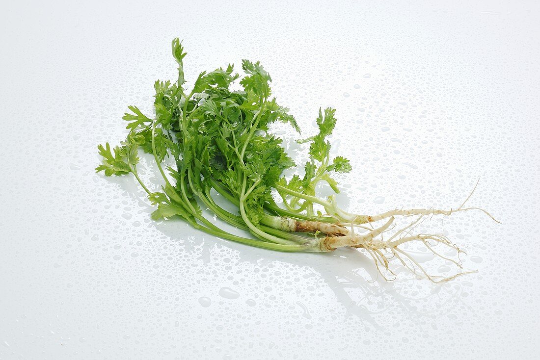 Coriander with roots