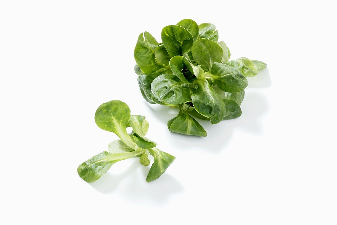 Corn salad on white background