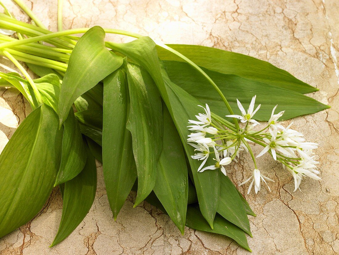 Ramsons (wild garlic) leaves and flower