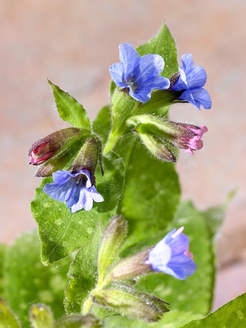 Flowering lungwort