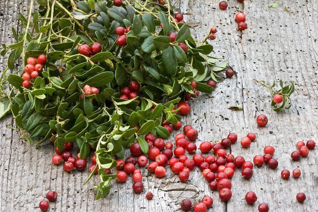 Fresh cranberries with cranberry twigs