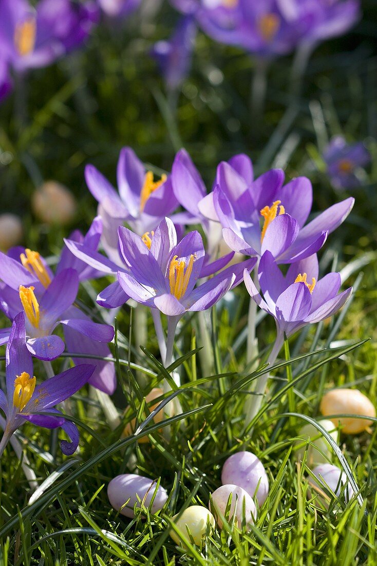 Krokus mit Zuckereiern