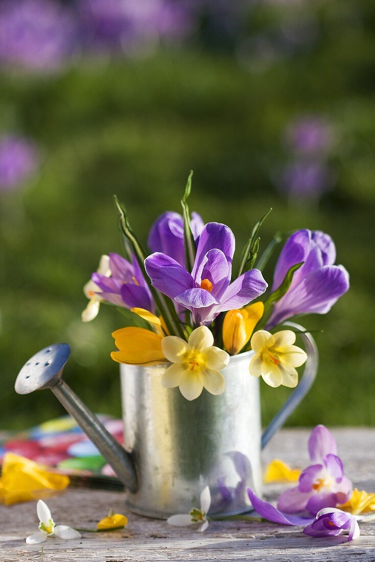 Crocuses in a tin watering can