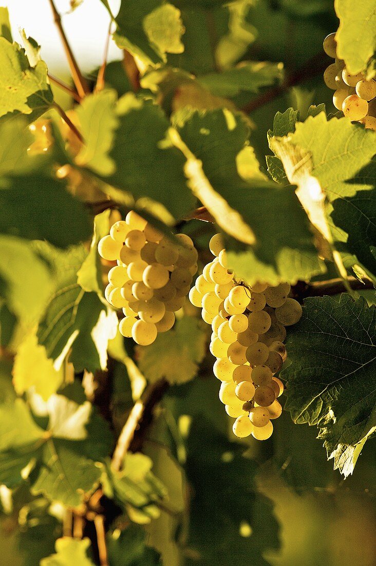 Ripe white wine grapes on vine (Grüner Veltliner, Bisamberg, Austria)