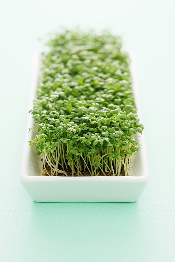 Cress in a dish