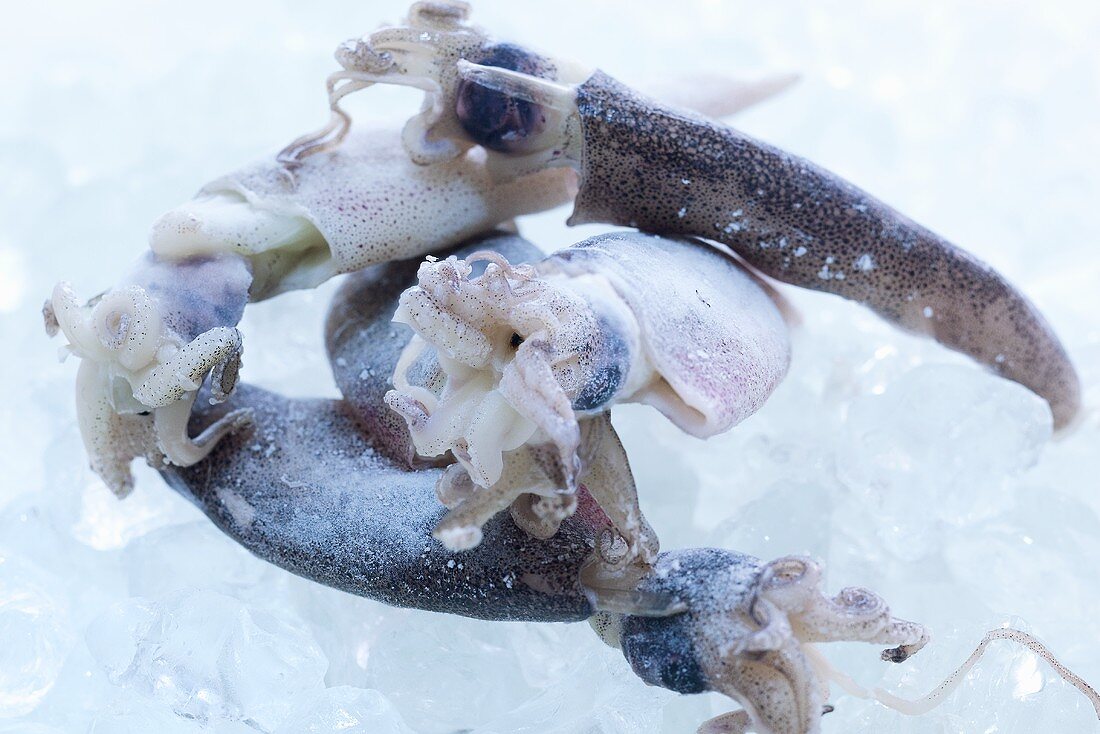 Frozen squid