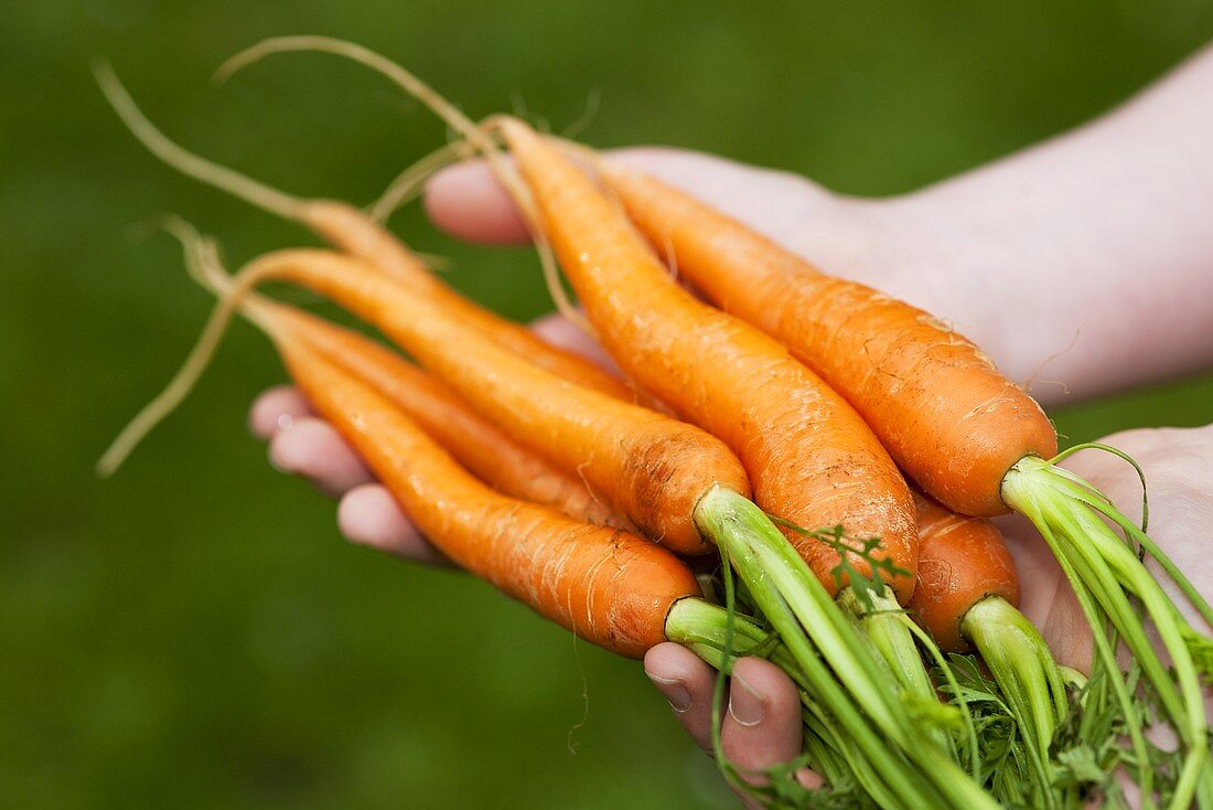 Hands holding fresh carrots