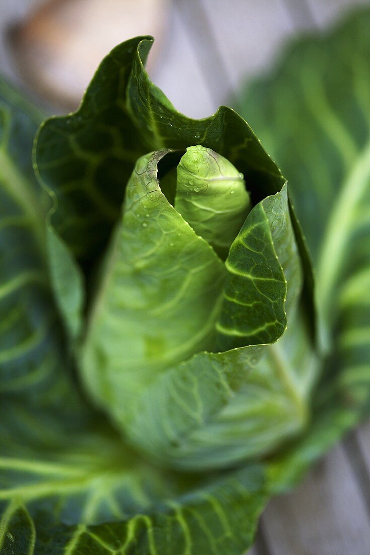 Fresh pointed cabbage