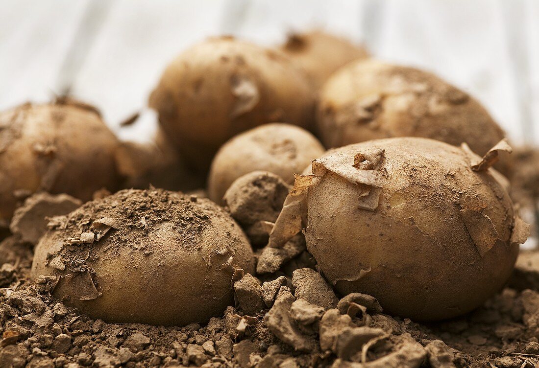 Fresh potatoes with soil