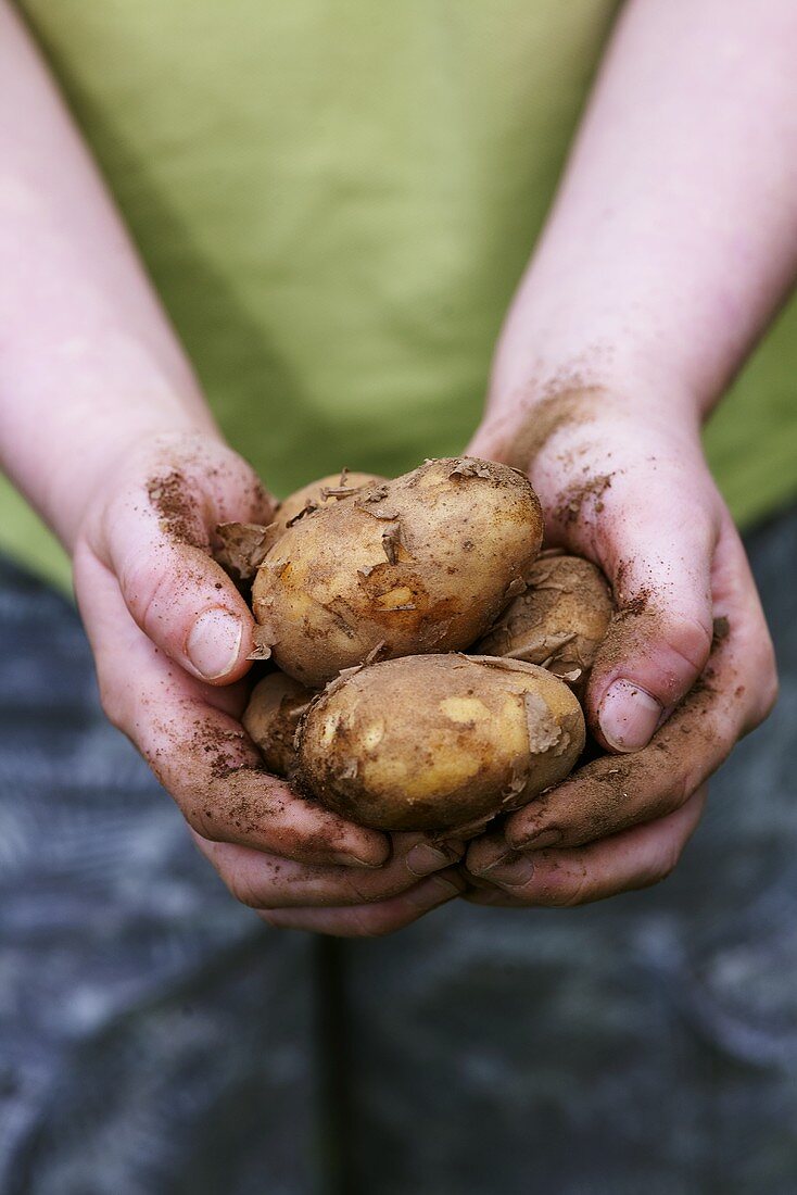 Hands holding freshly dug potatoes