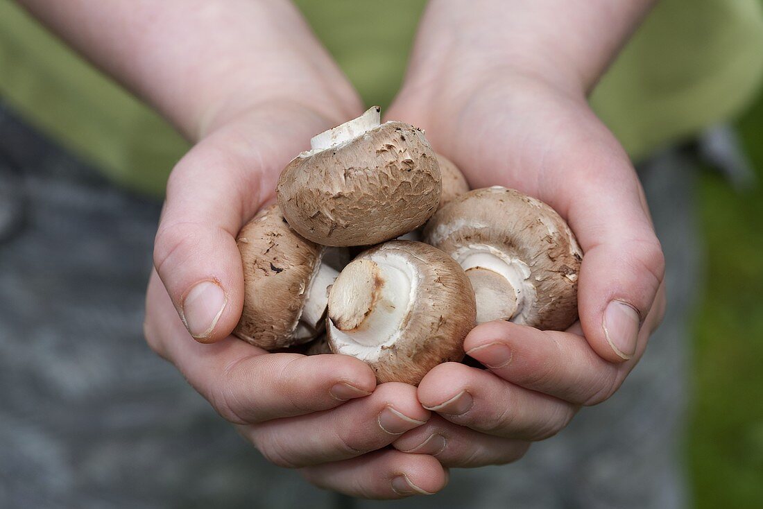 Hände halten braune Champignons