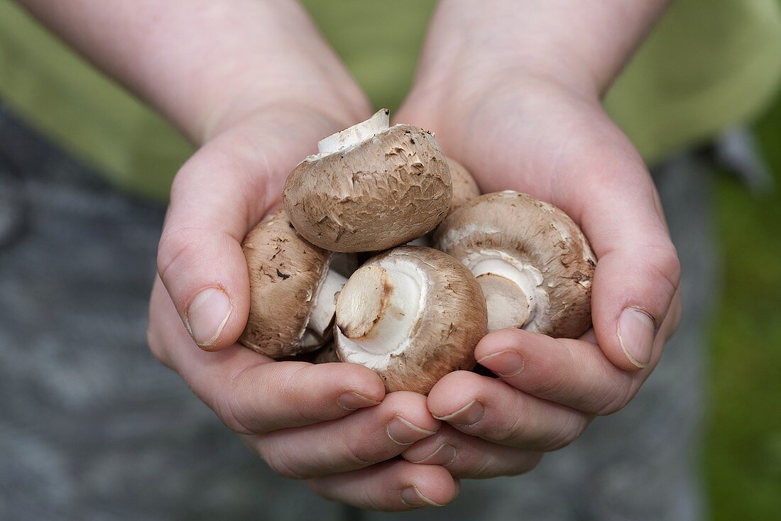 Hands holding chestnut mushrooms