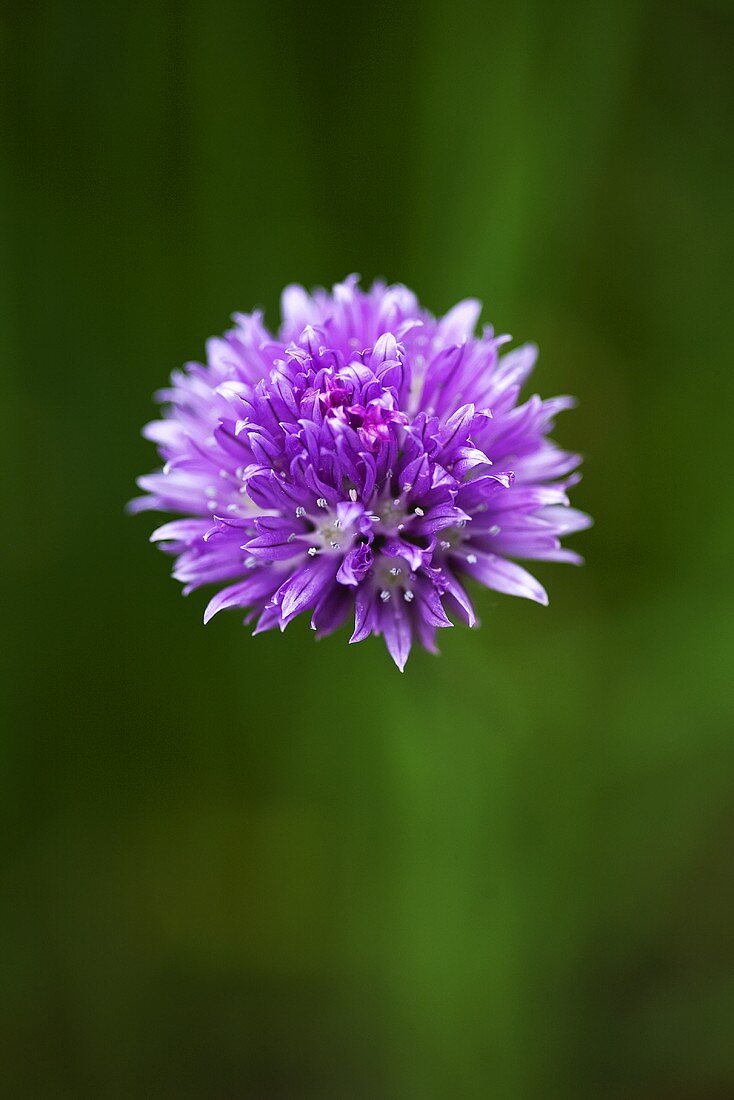 Schnittlauchblüte