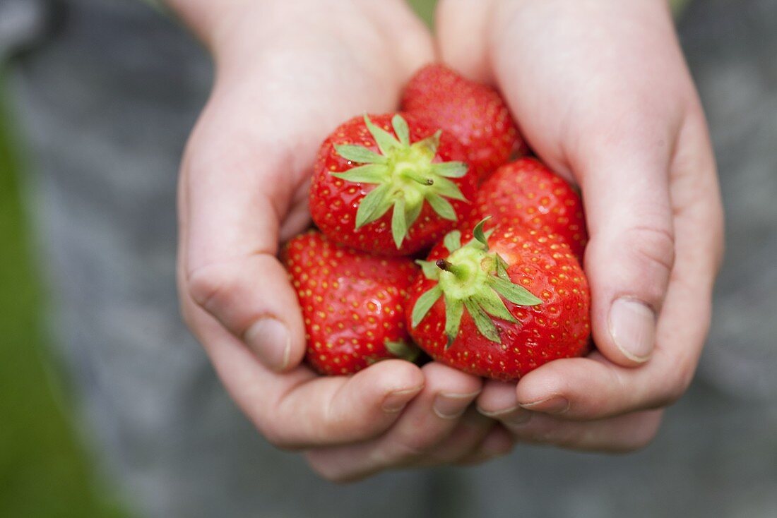 Hände halten frische Erdbeeren