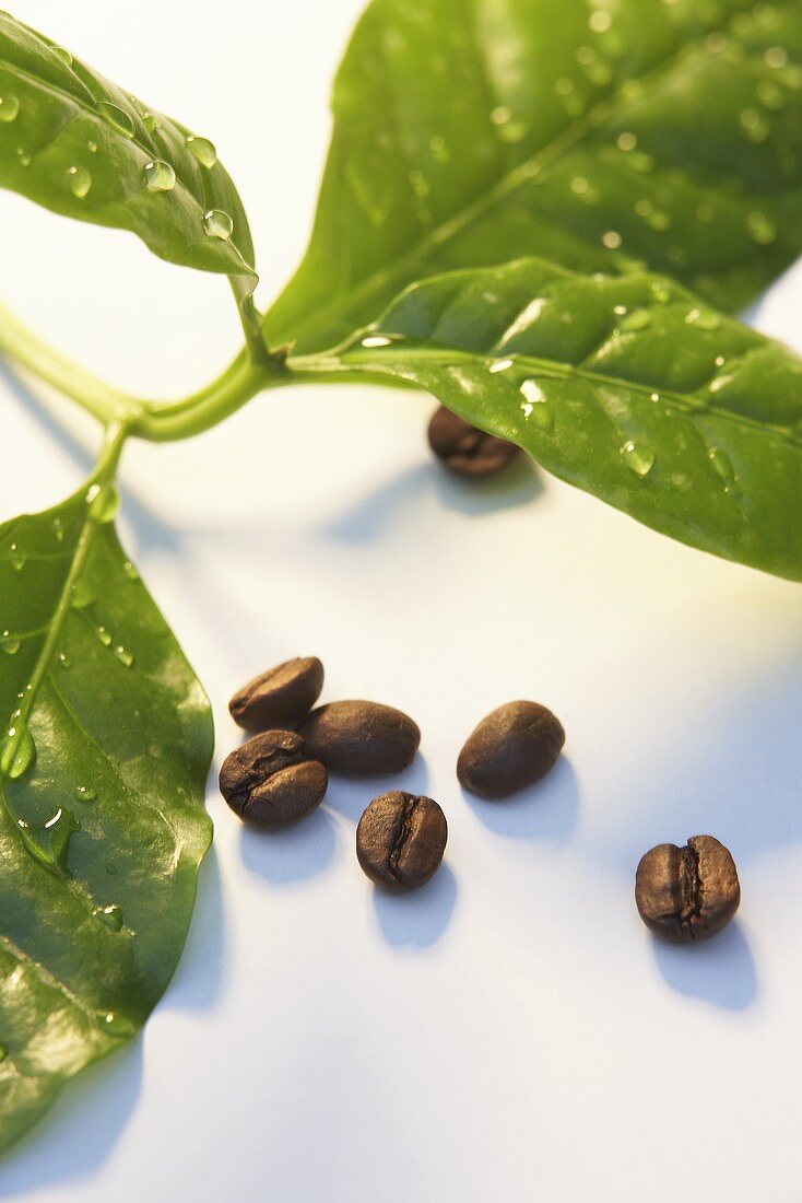 Kaffeebohnen und Blätter der Kaffeepflanze