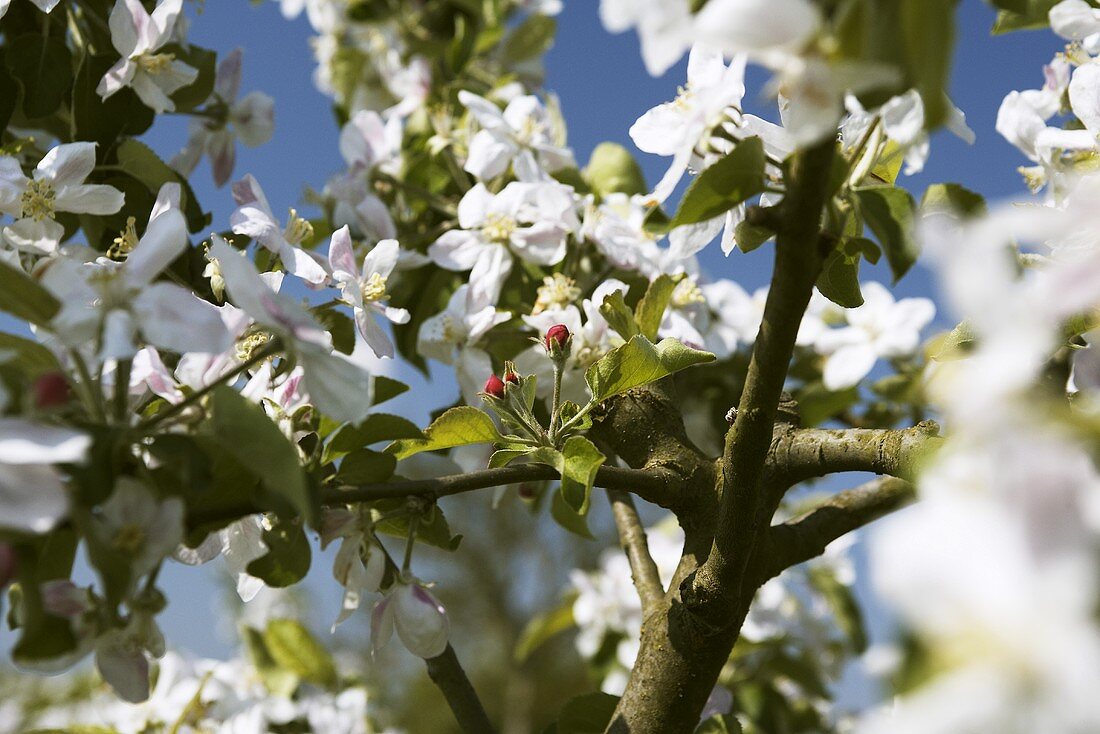 Apple blossom on the tree