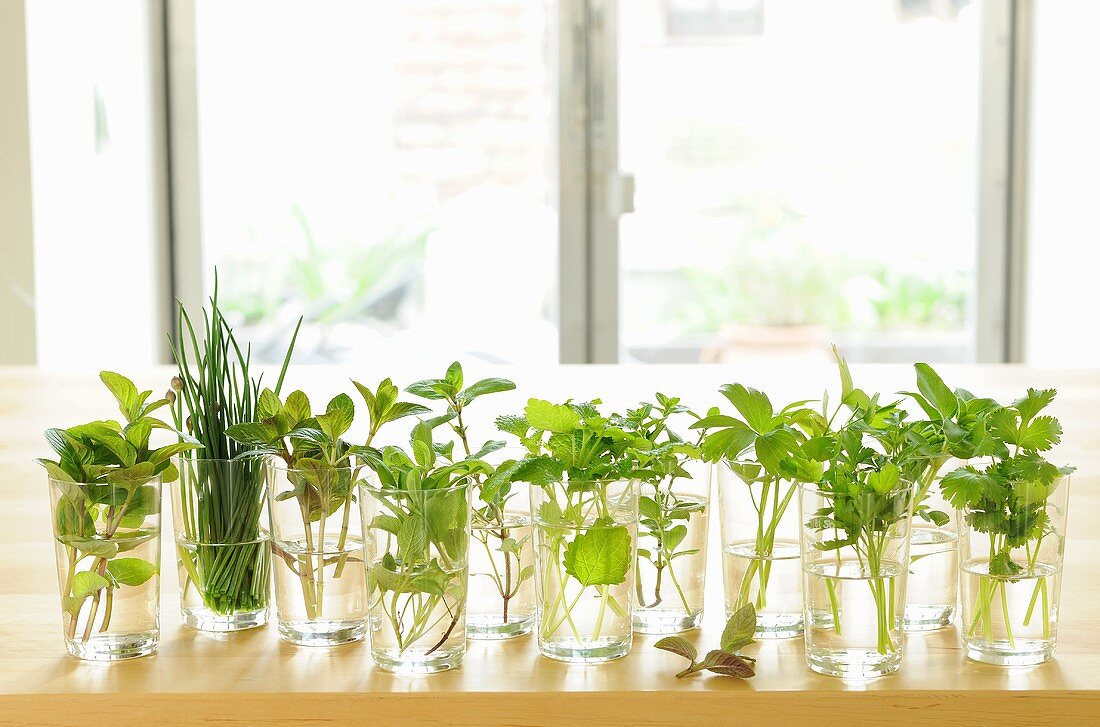 Various herbs in glasses of water on windowsill