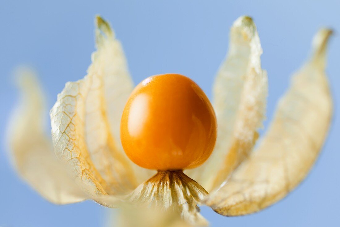 A physalis with husk