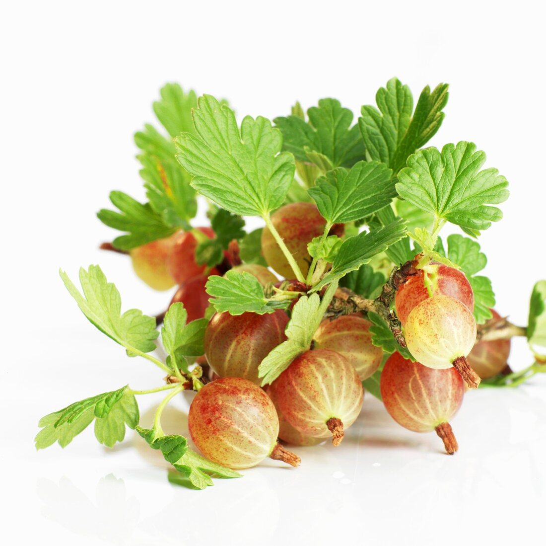 Gooseberries with leaves