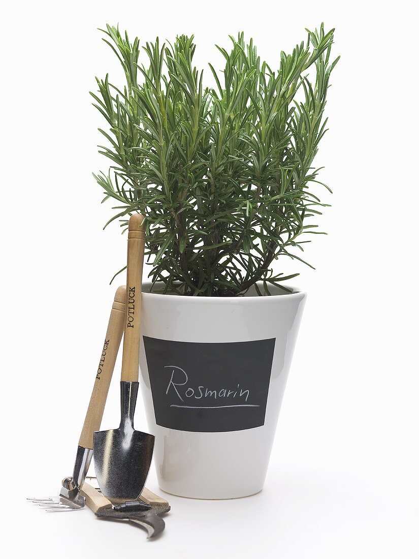 Pot of rosemary with garden tools