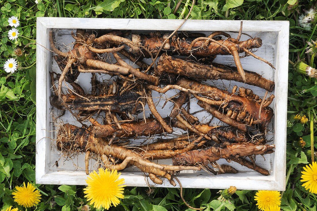 Dandelion roots in a wooden box in grass