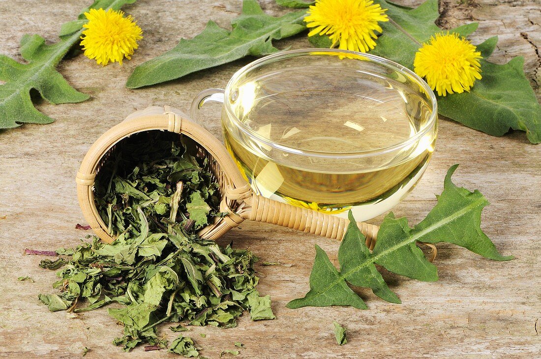 Dandelion tea with fresh and dried leaves, flowers