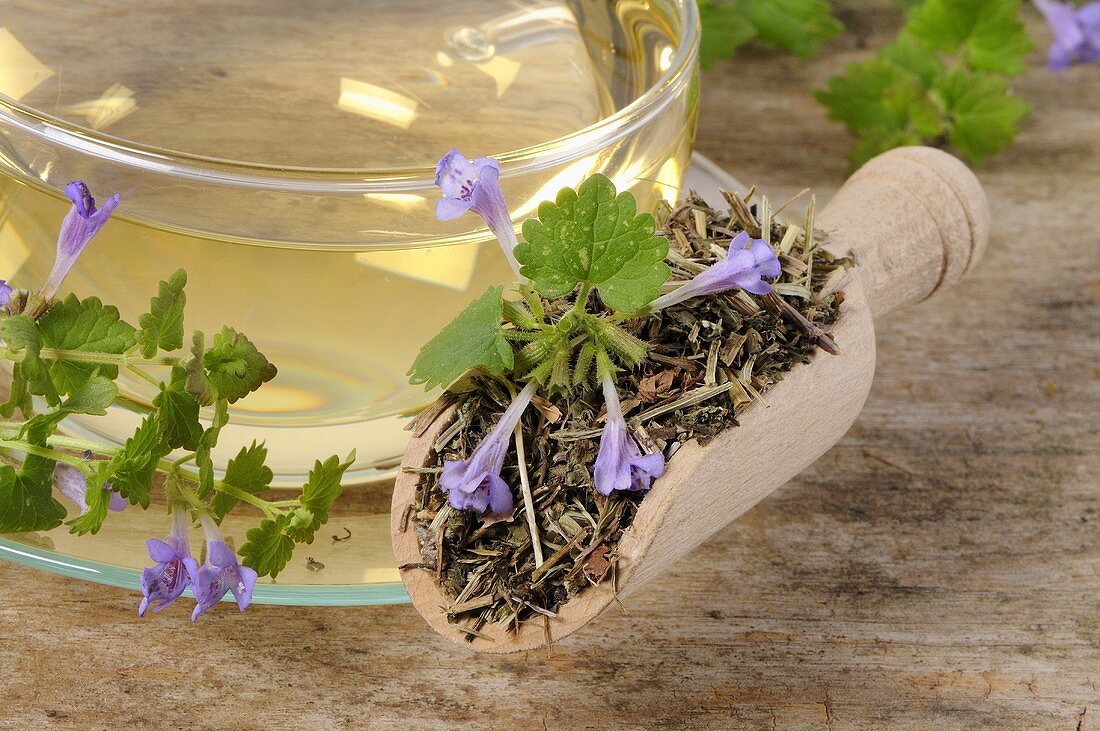 Ground ivy tea with fresh and dried ground ivy