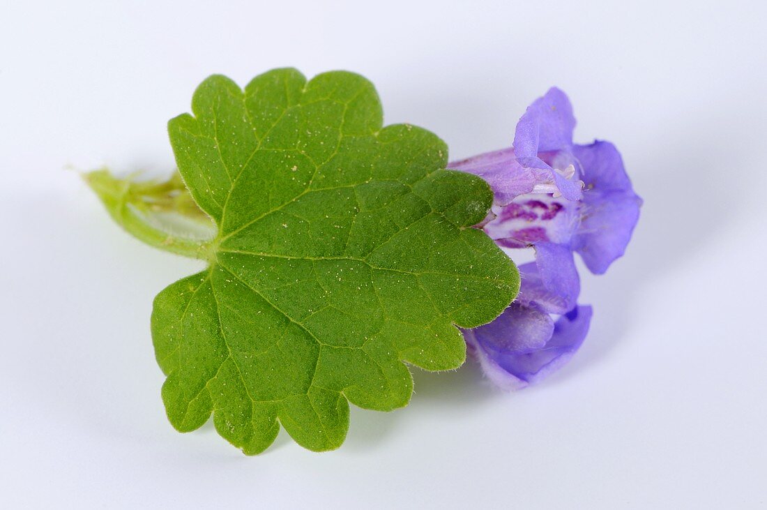 Ground ivy flowers and leaf