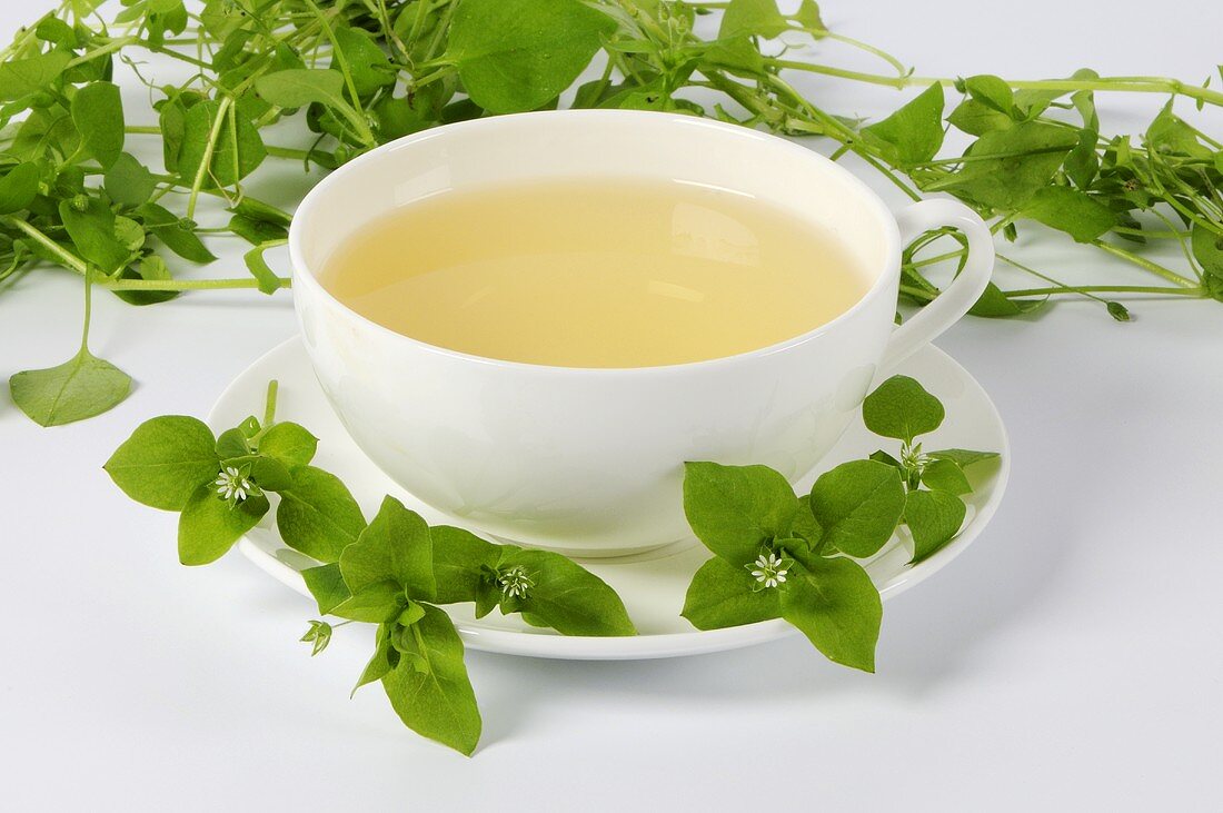 Chickweed tea with flowering chickweed