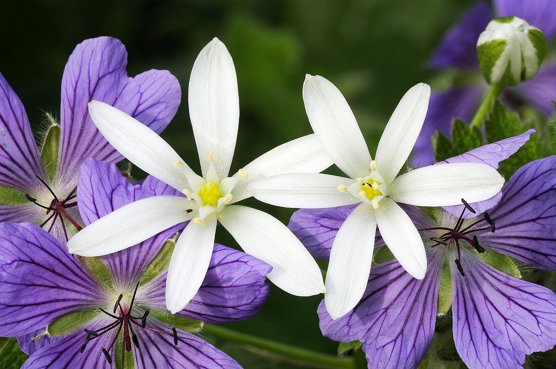 Bach flowers and Star of Bethlehem