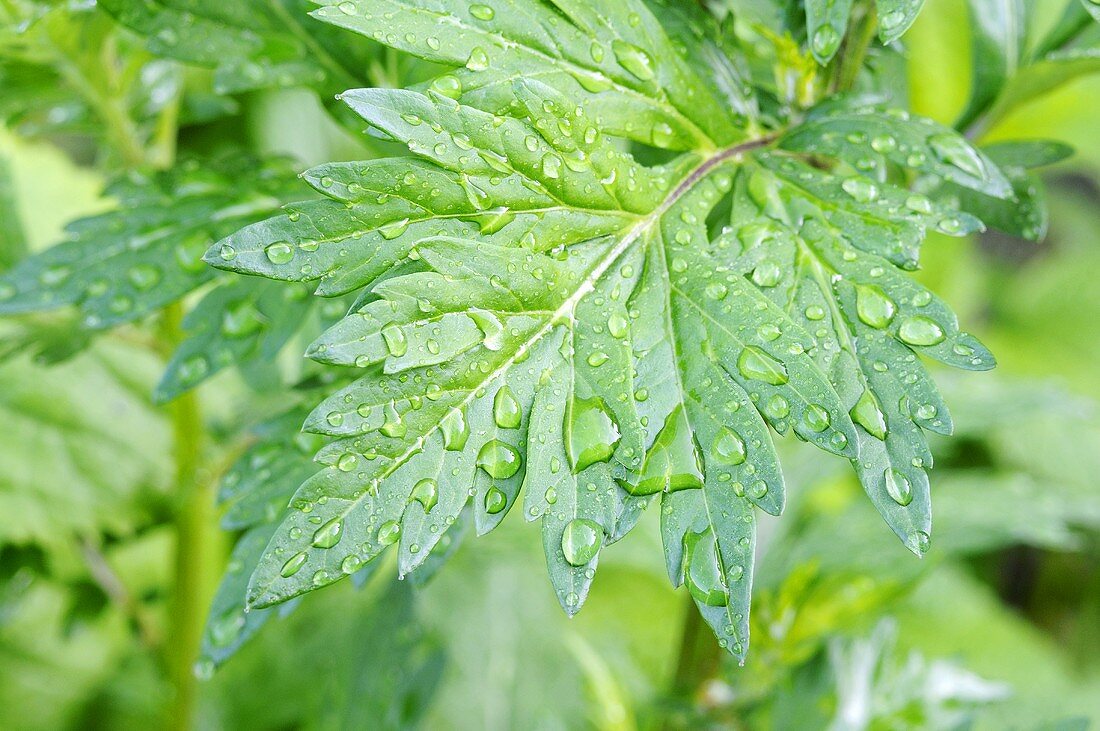 Mugwort with dewdrops