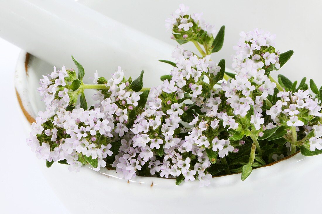 Flowering thyme in a mortar