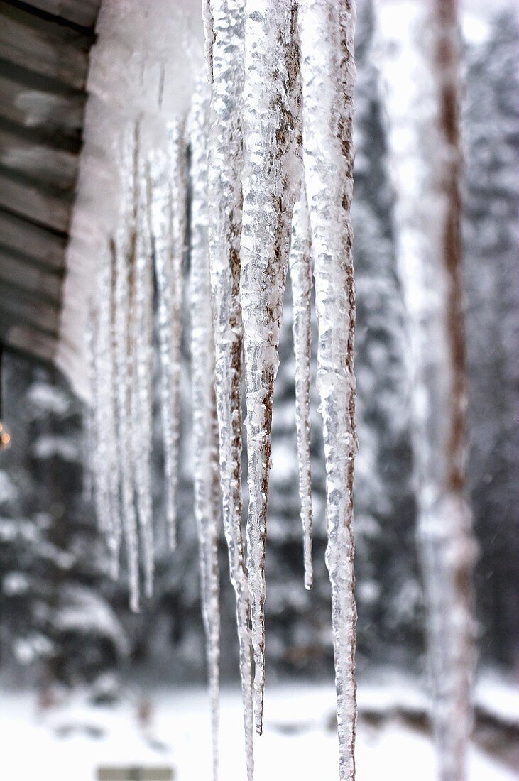 Icicles on a house roof