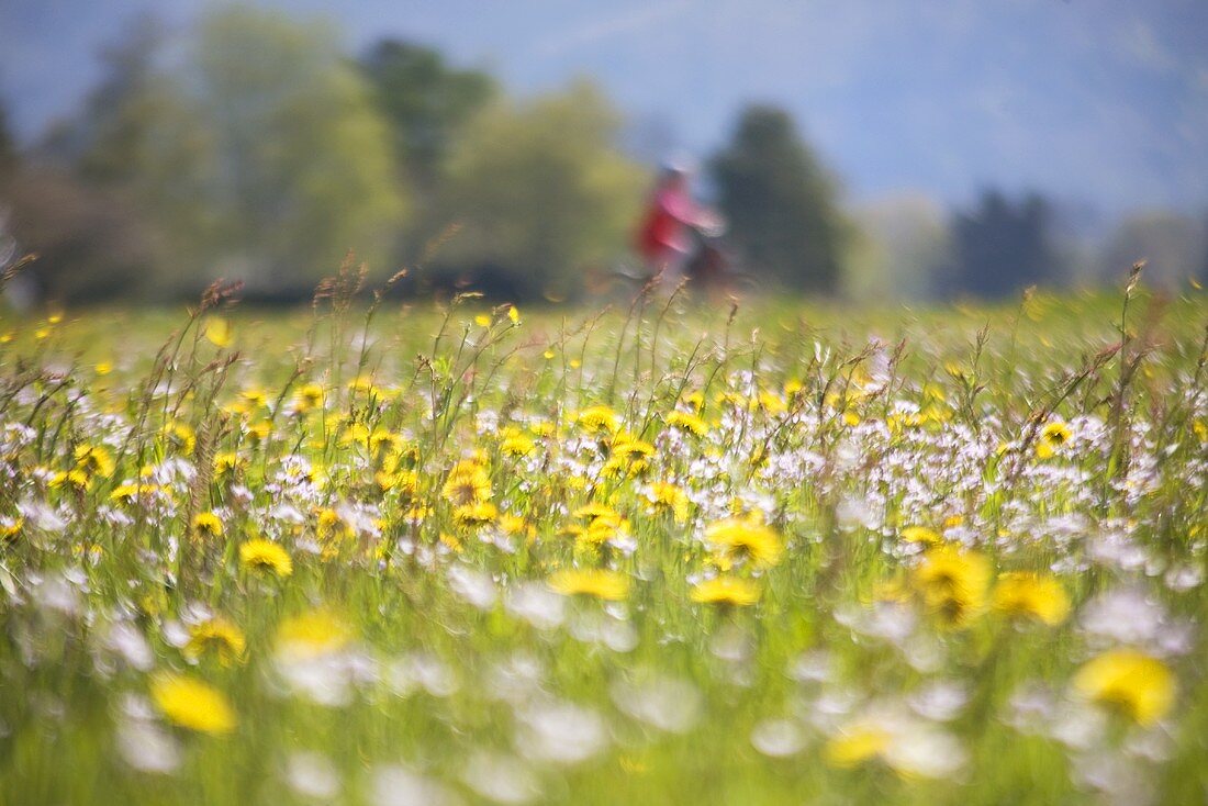 Frühlingsblumen--Wiese mit Fahrradfahrer im Hintergrund