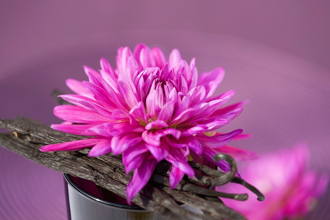 Pink dahlia with vanilla pods