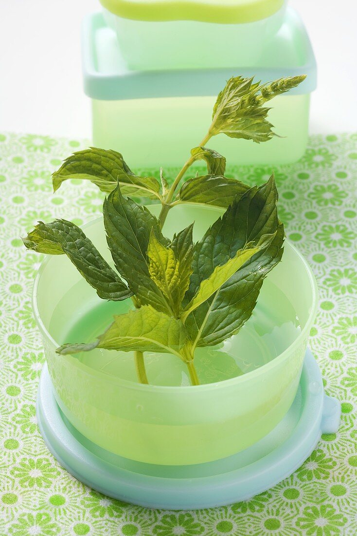 Sprigs of mint in water