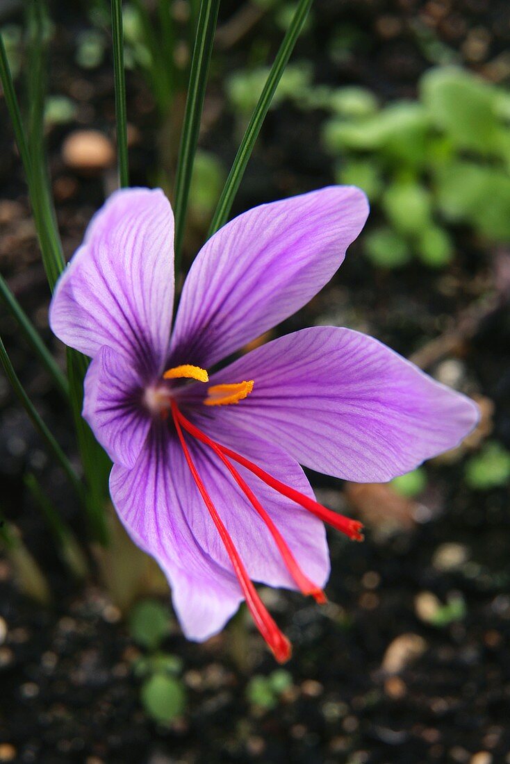 A saffron crocus