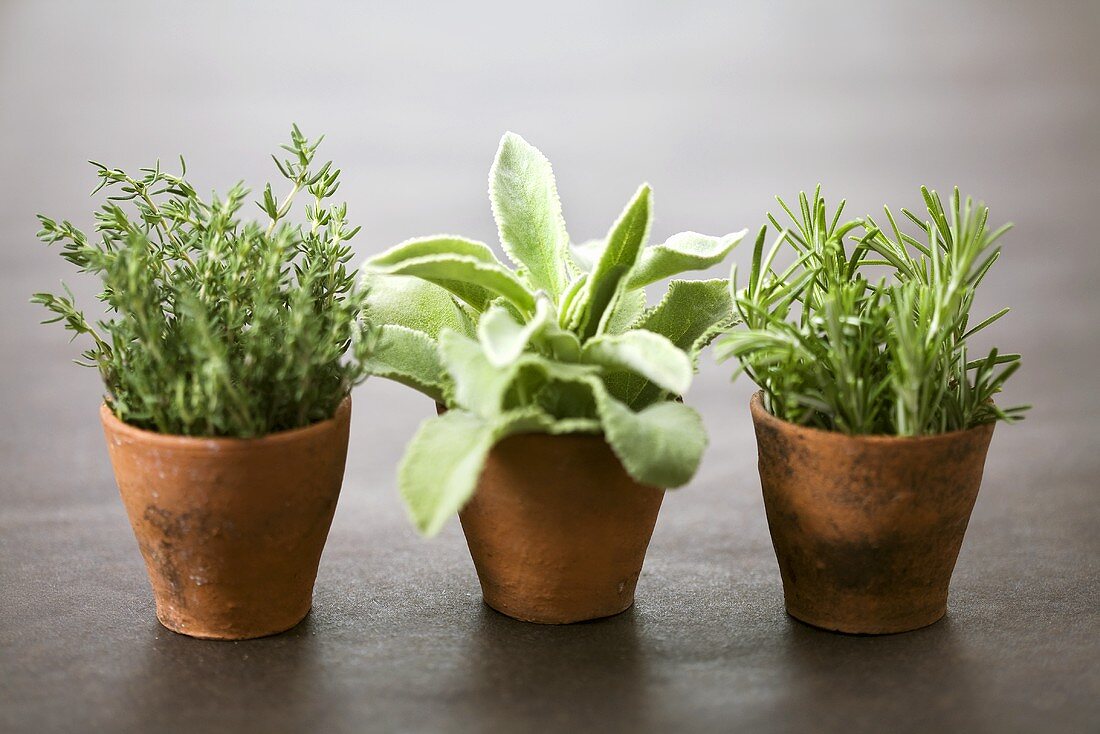 Thyme, sage and rosemary in terracotta pots