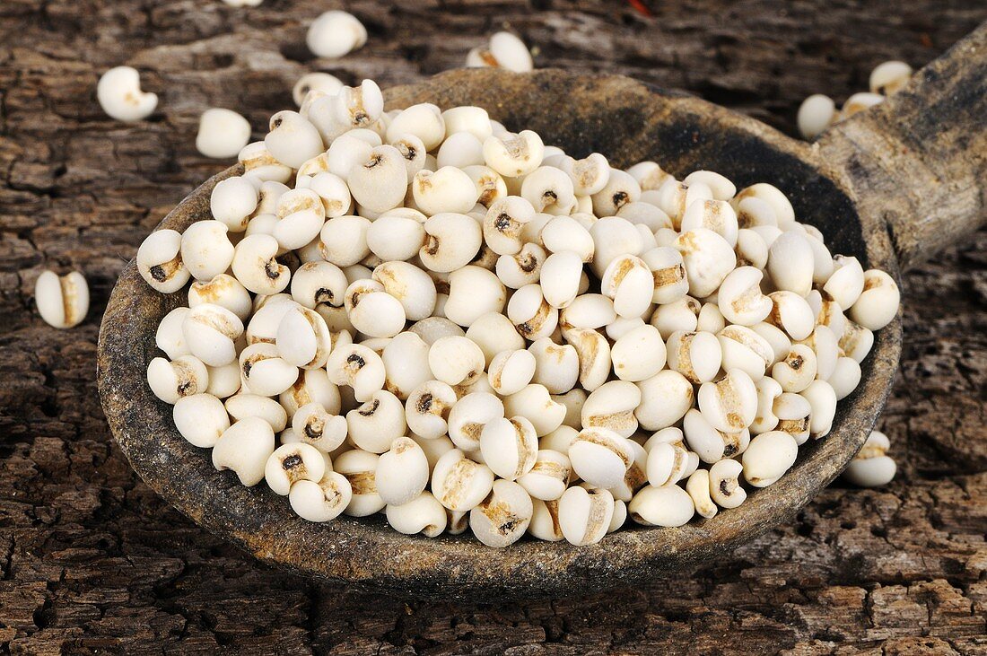 Job's tears seeds on a wooden spoon