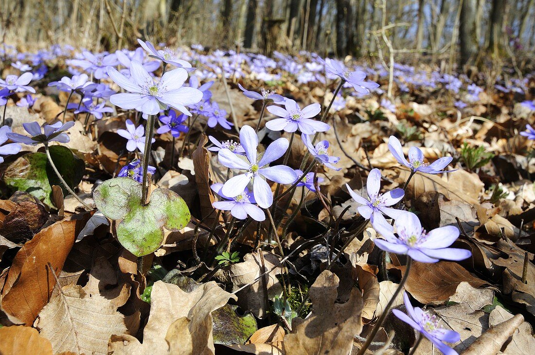 Leberblümchen (Hepatica nobilis)