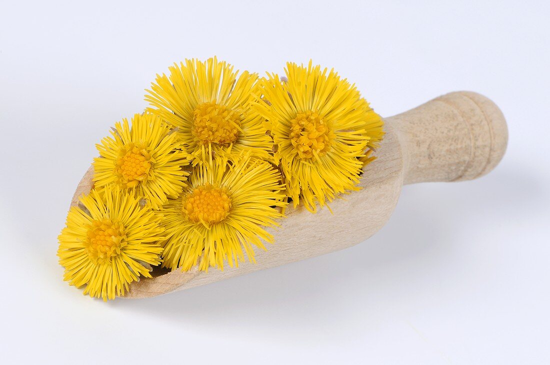 Coltsfoot flowers (Tussilago farfara) in scoop