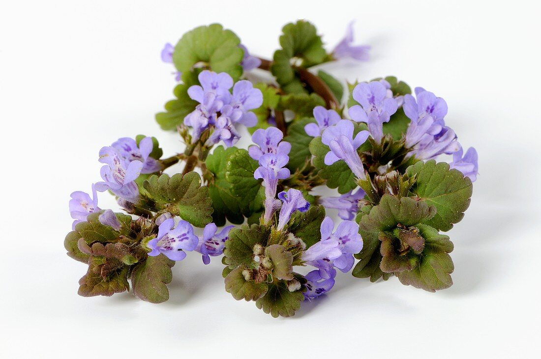 Gundermann (Glechoma hederacea)