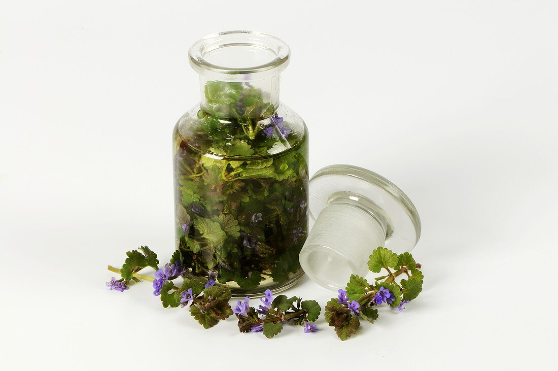 Fresh ground ivy (Glechoma hederacea) in apothecary bottle