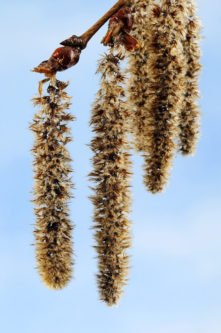 Aspen catkins (Populus tremula)