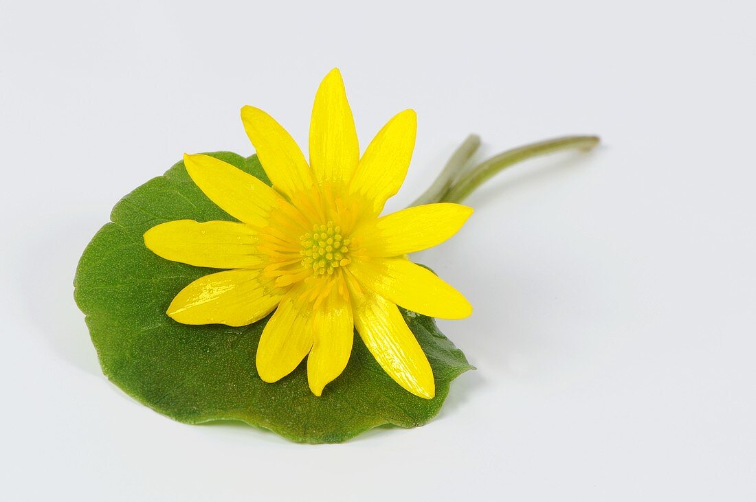 Lesser celandine (Ficaria verna, Ranunculus ficaria)