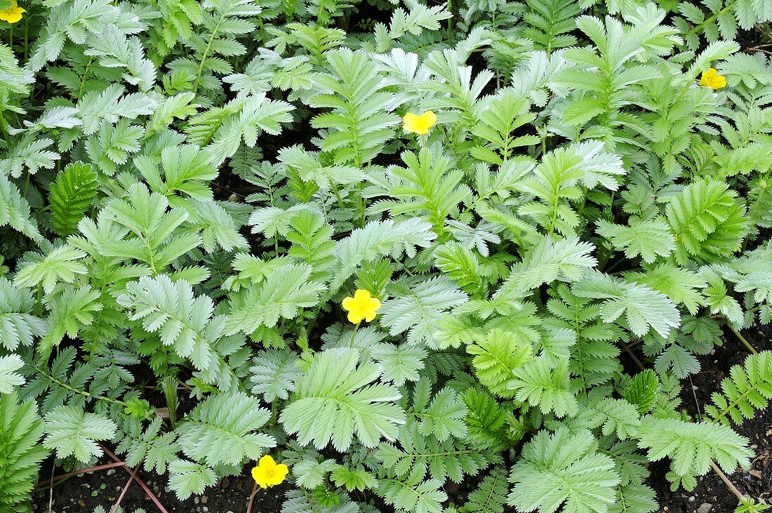 Common silverweed (Potentilla anserina)